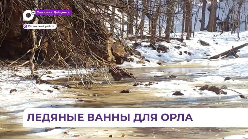 Купания редкого «орла-моржа» впервые зафиксировано в заповеднике «Кедровая падь» в Приморье