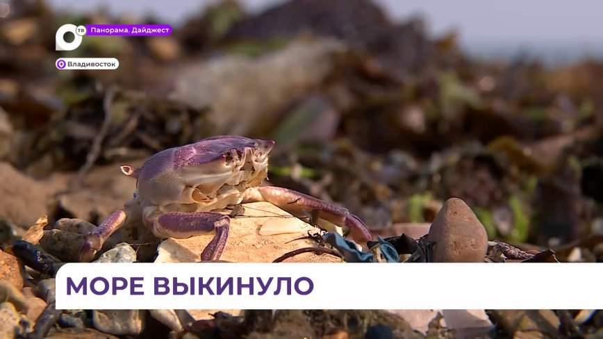 На днях берег Шаморы порадовал приморцев морепродуктами
