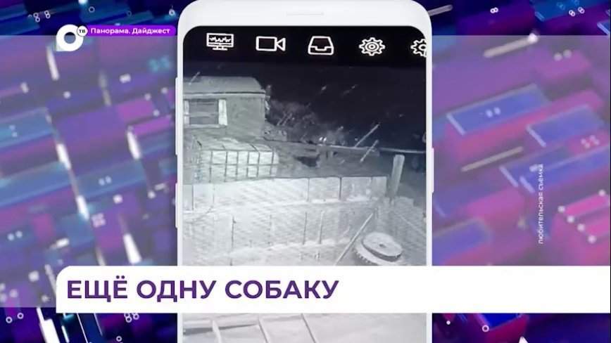 В селе Кугуки Уссурийского округа тигр вновь напал на собаку