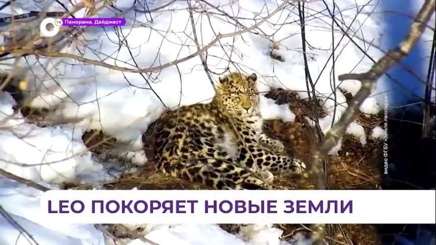 Леопард Leo 260M осваивает новую территорию в Лазовском заповеднике южного Приморья
