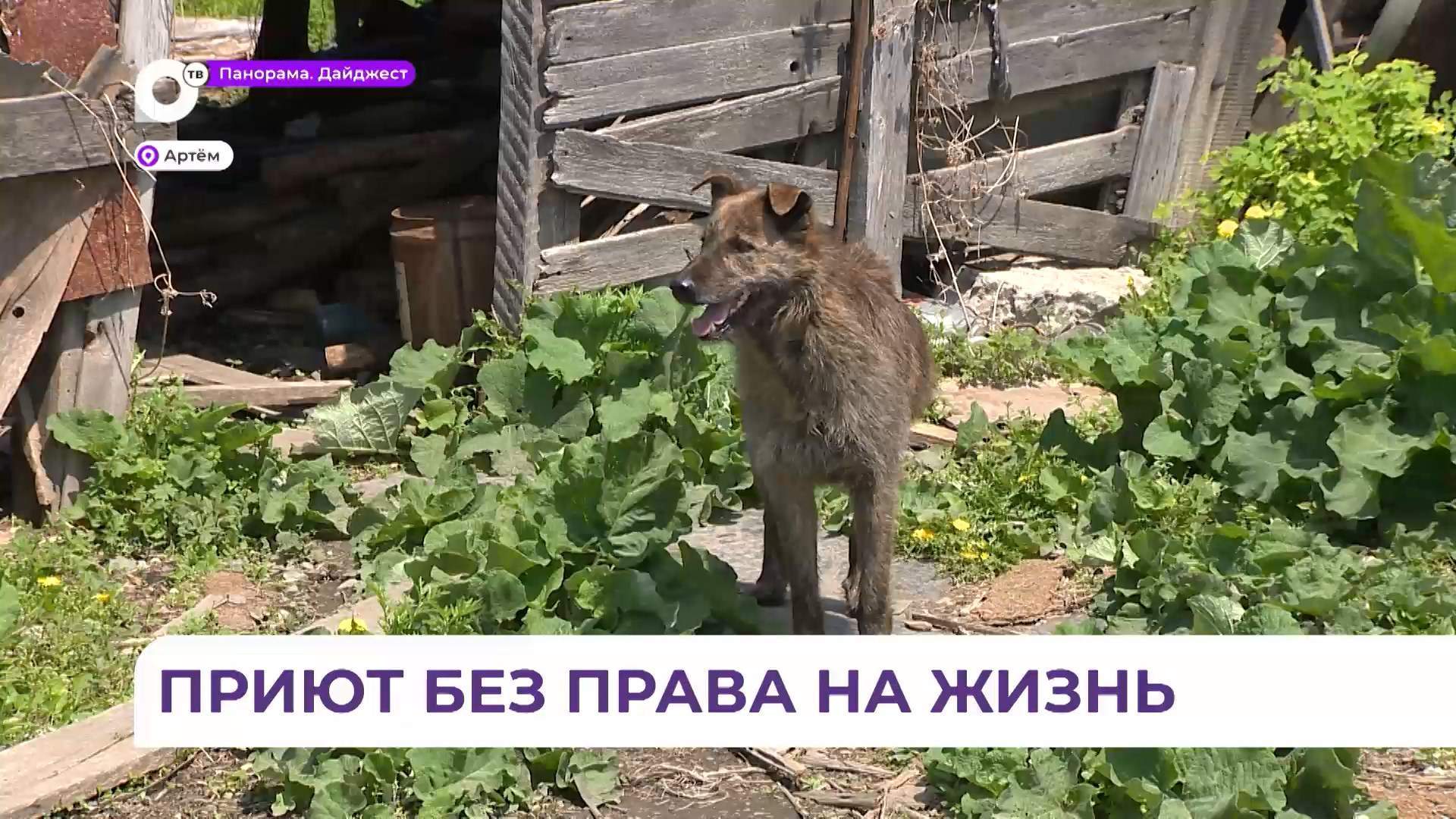 «Ад на земле»: зоо-концлагерь обнаружили в пункте передержки животных в Артёме