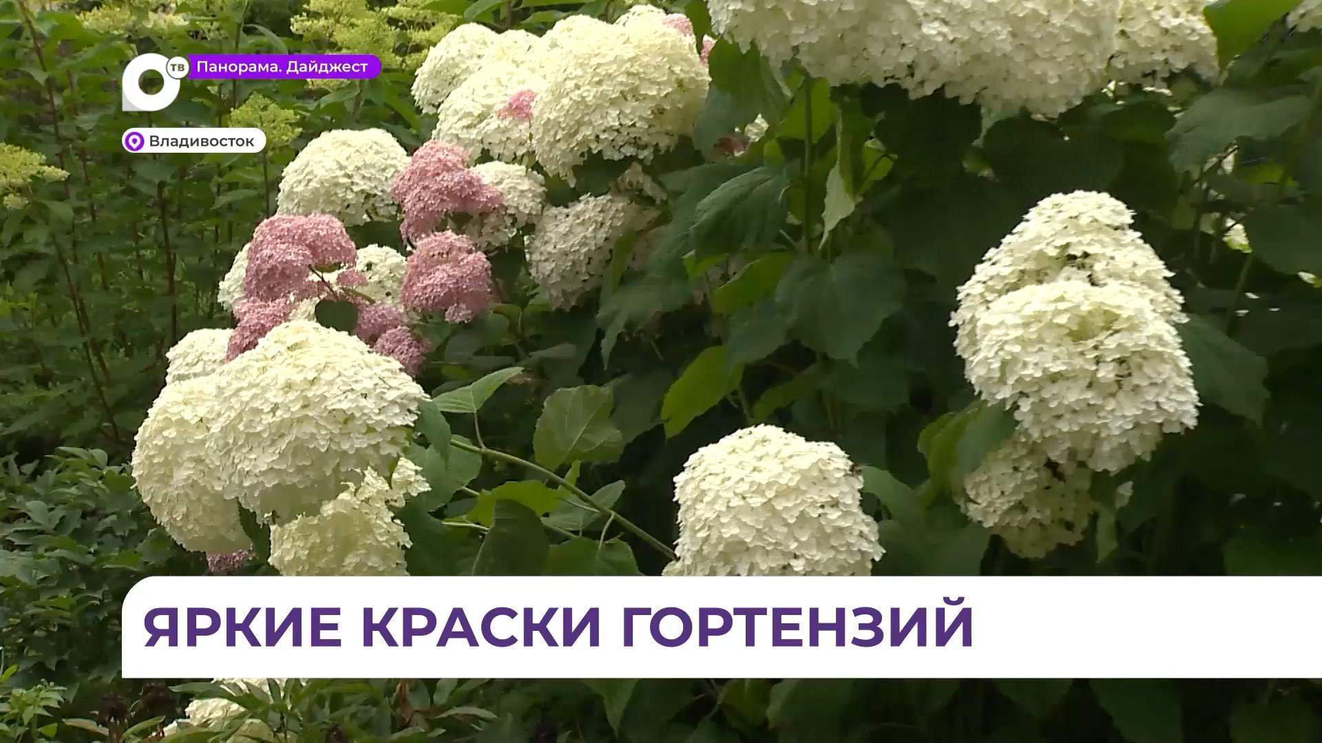 Цветение древовидных гортензий началось в Ботаническом саду Владивостока