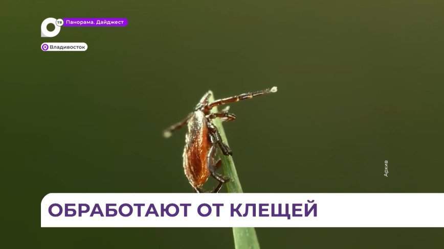Парки и скверы Владивостока обработают от клещей
