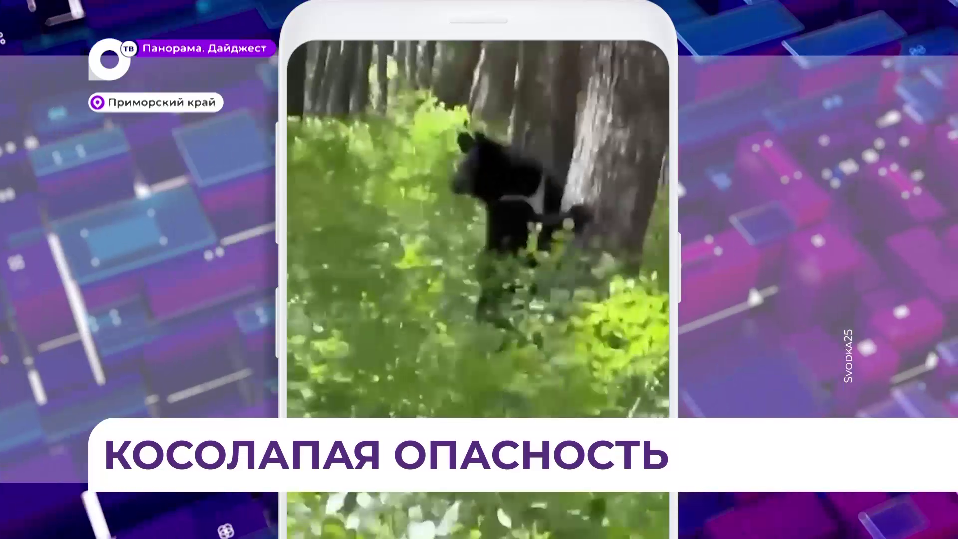 Минприроды: Приморье вошло в тройку регионов, где человек чаше всего встречается с медведем