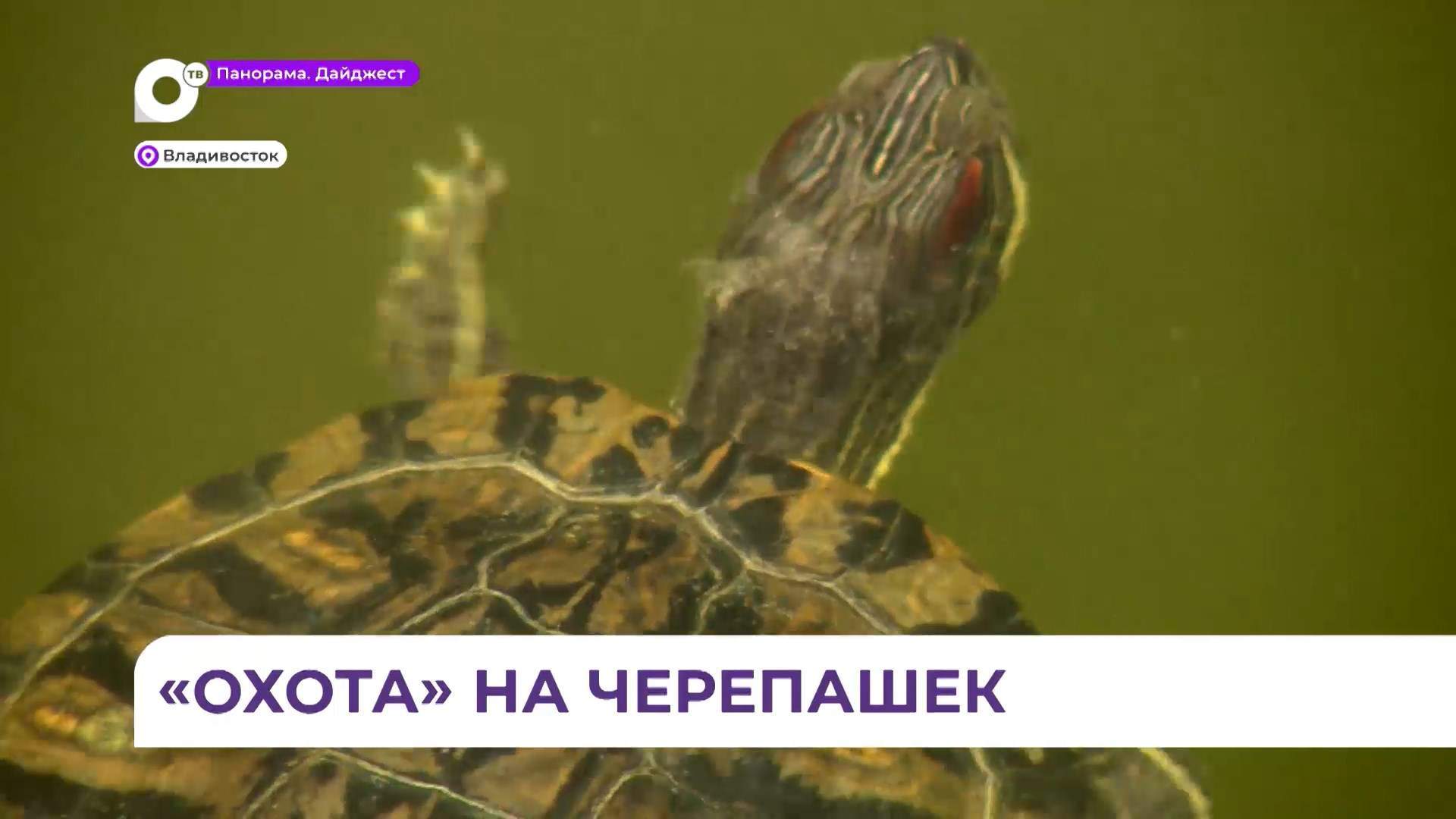 Красноухая черепаха попалась на крючок местным рыбакам на озере на Сафонова