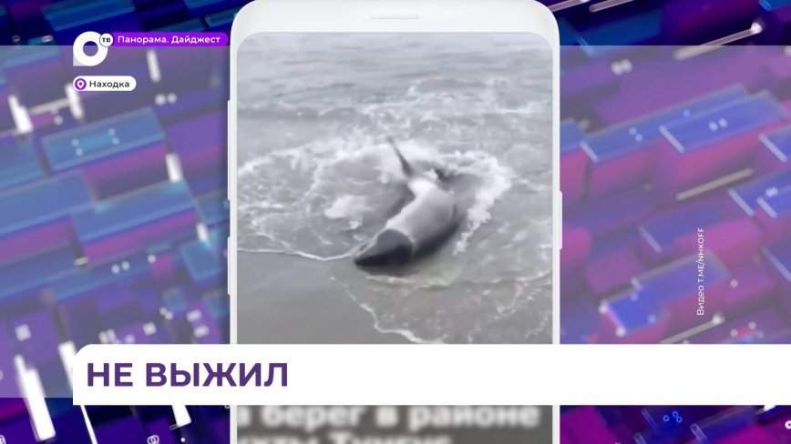 Саблезубого дельфина выбросило на берег бухты в Приморье