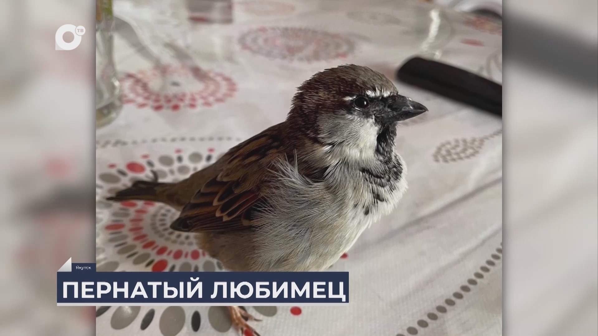 Дальний Восток на связи / Удивительная история воробья из Якутии