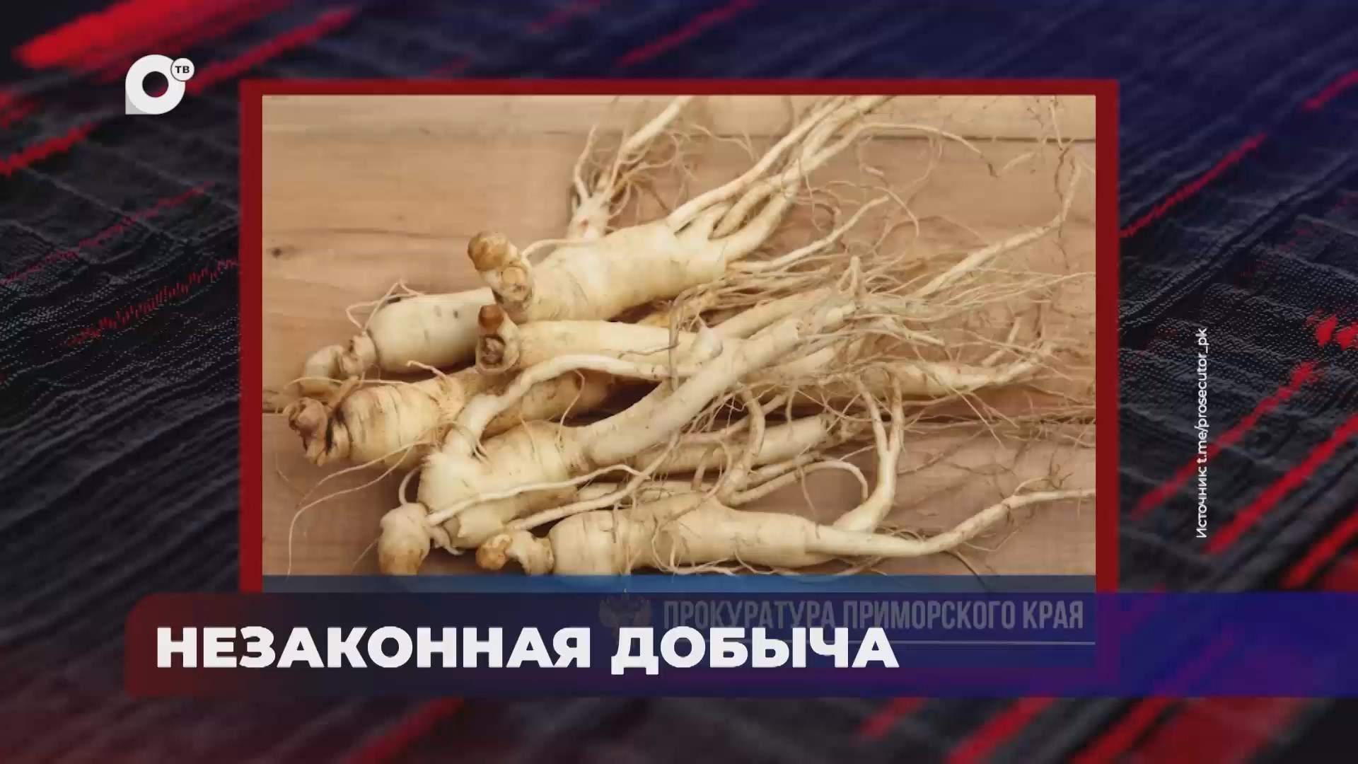 В порядке! / Незаконная добыча  и продажа женьшеня / Тяжкий вред здоровью ребёнка / 26.08.25