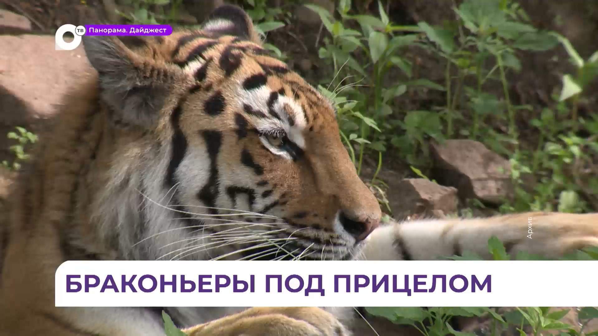 В Приморье принимаются беспрецедентные меры охраны тигра от браконьеров