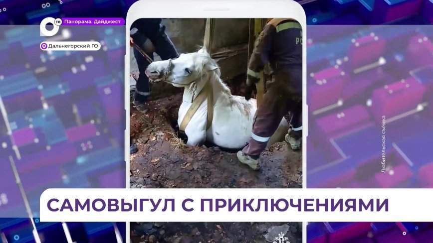Специалисты МЧС в Дальнегорске вытащили из метровой ямы лошадь