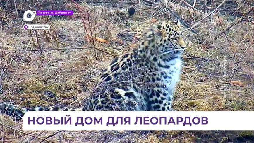 Дальневосточных леопардов этим летом будут переселять в Уссурийский заповедник