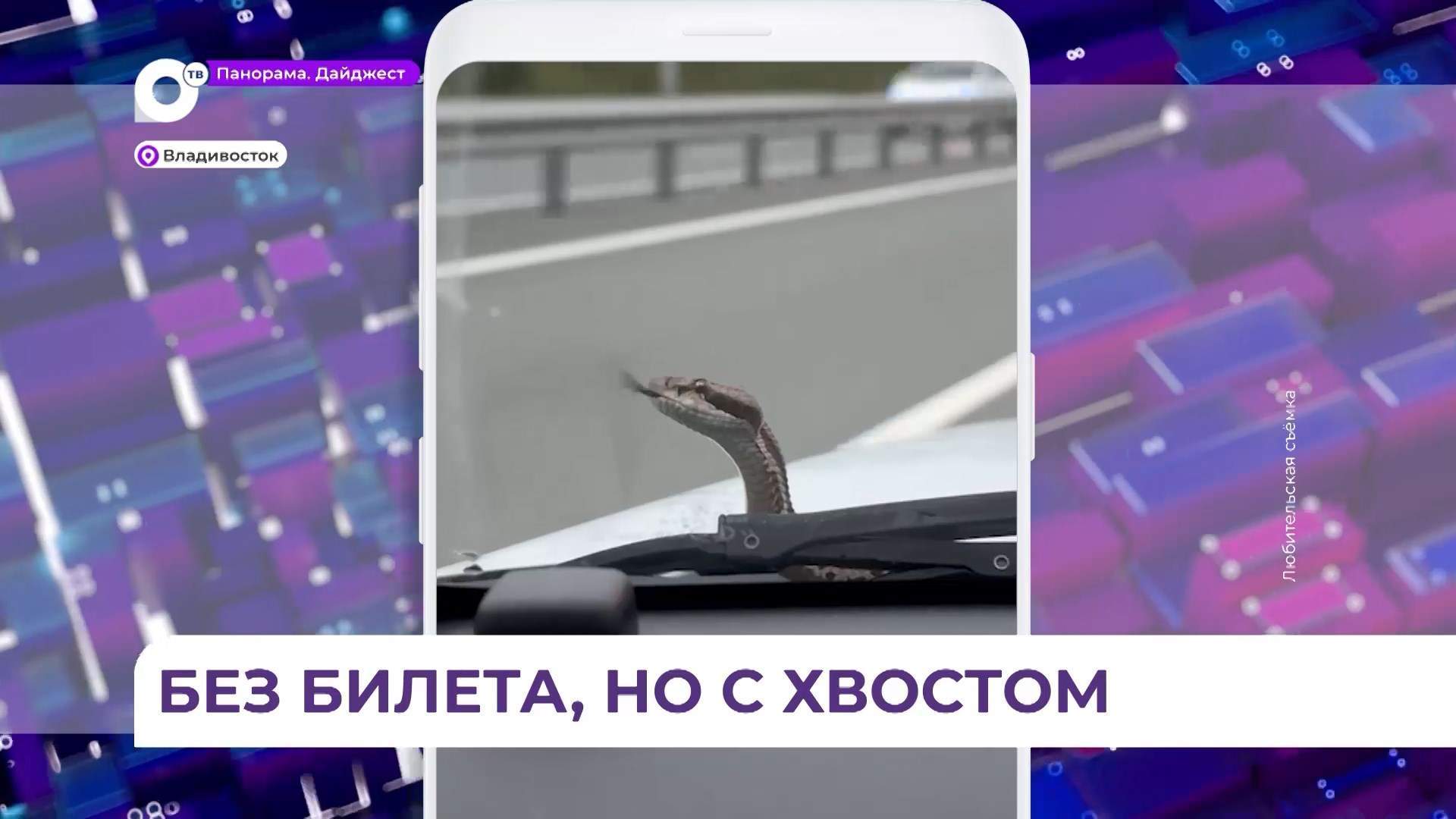 Змея заползла в авто жительницы Владивостока и благополучно доехала до Русского острова