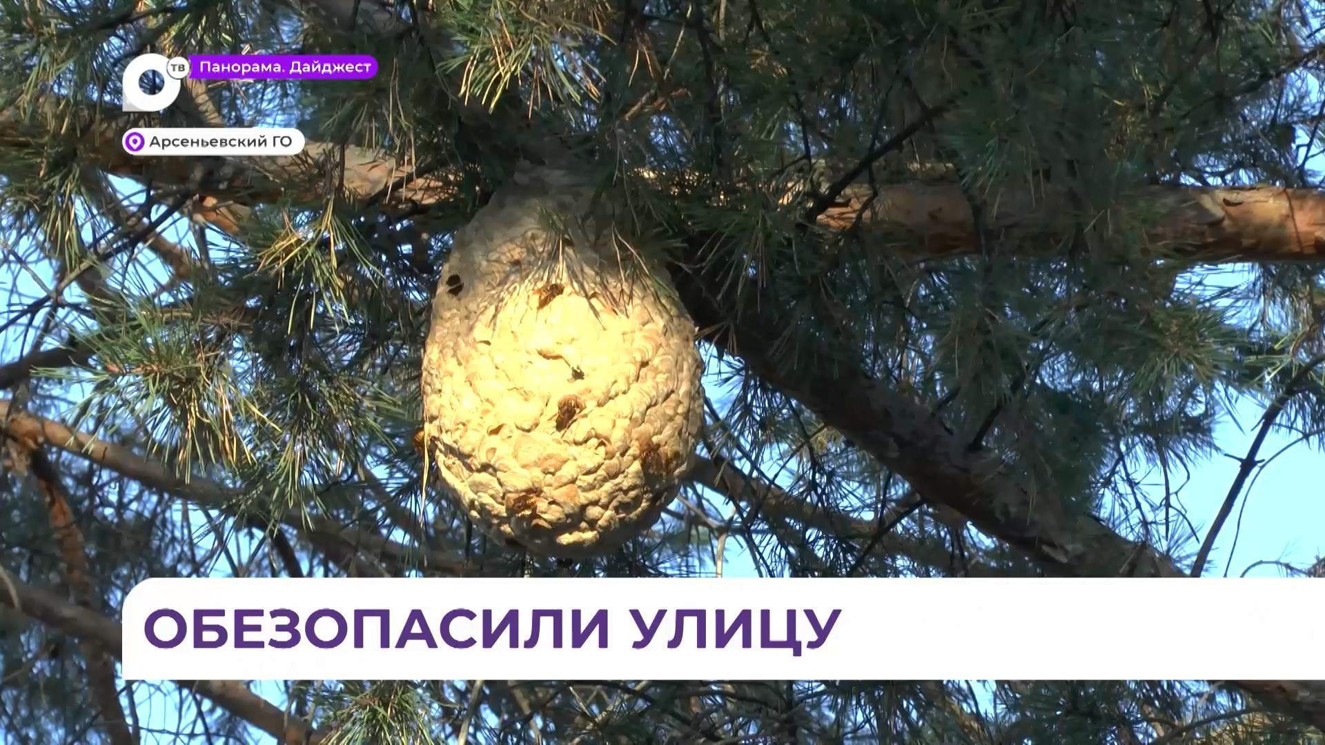 В Арсеньеве спасатели МЧС обезвредили опасных насекомых в оживлённом месте