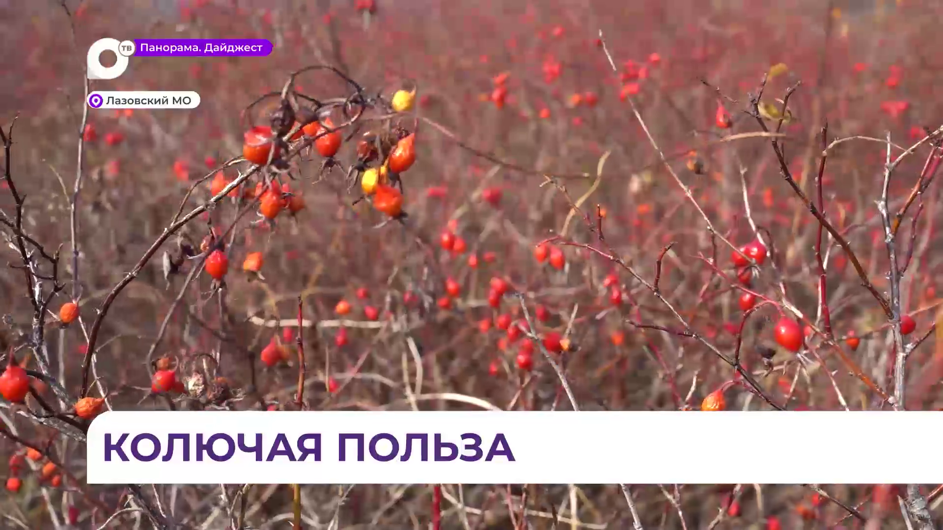 Лазовский округ славится не только таёжным шиповником, но и морским 