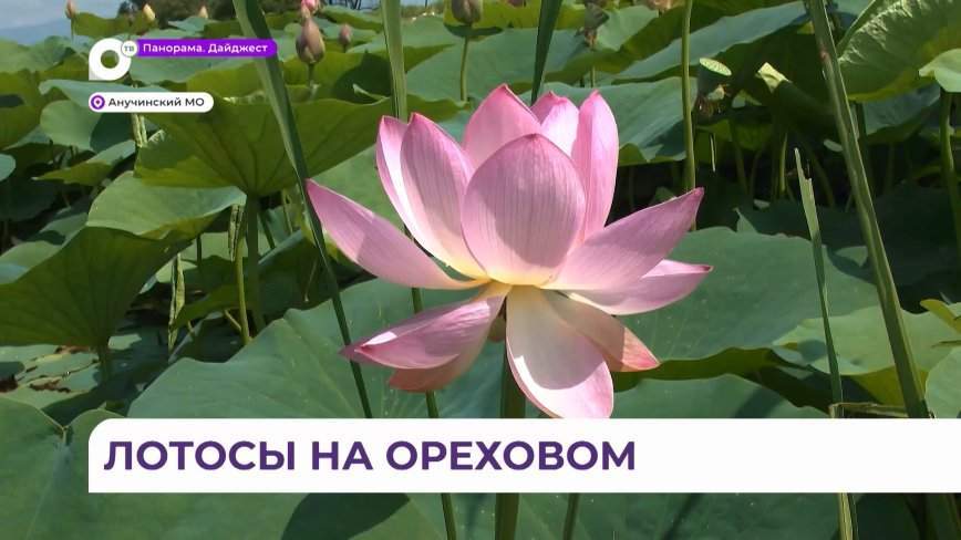«Красота жива»: жители города Арсеньева каждый год становятся свидетелями розового чуда