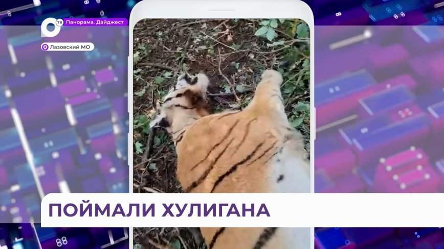 Тигр больше не будет держать в страхе Лазовский округ Приморья