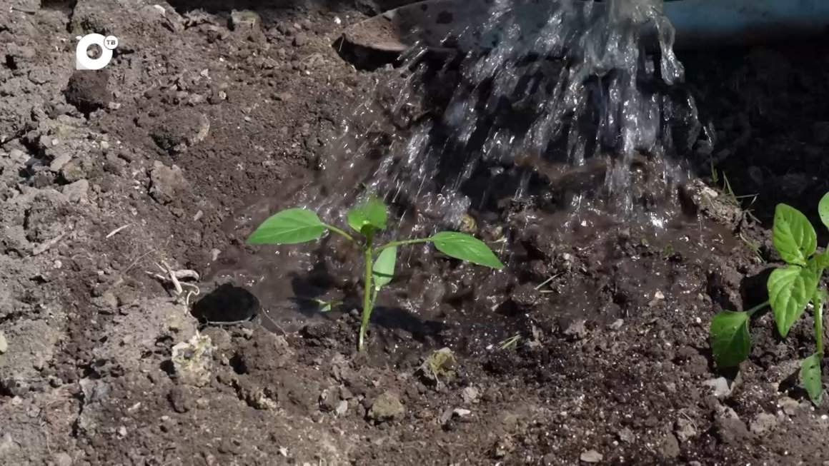 Дачный десант / 12.05.24