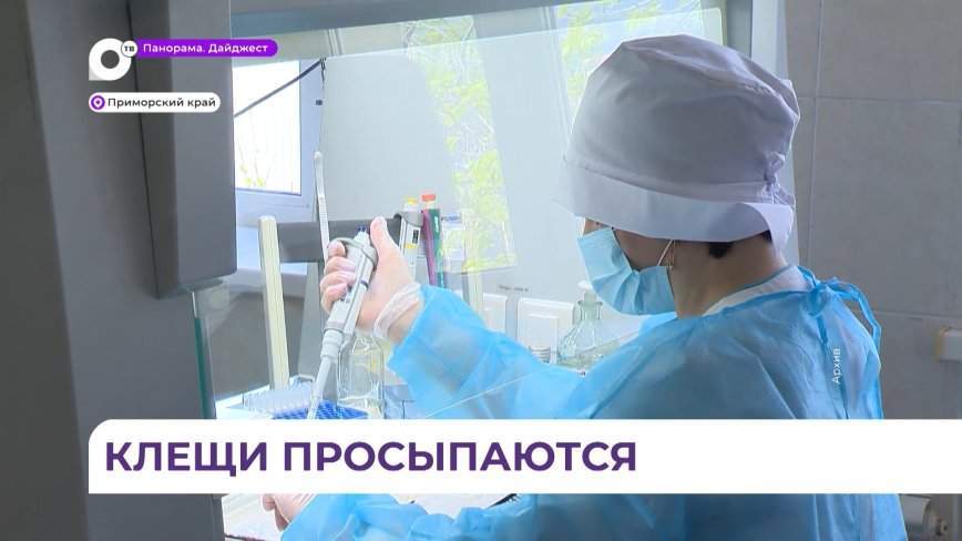 В Приморье активность клещей снизилась по сравнению с 2023 годом