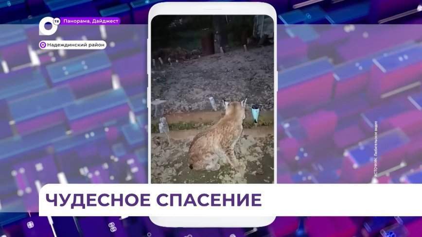 В Кипарисово дачница спасла маленького мальчика от напавшей на него рыси