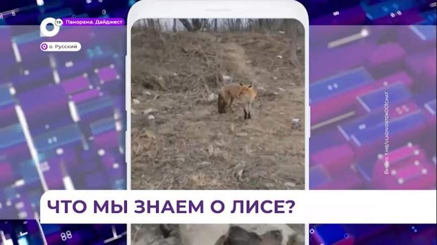 Роспотребнадзор по ПК: дружба с дикими зверьками опасна и для человека, и для животного