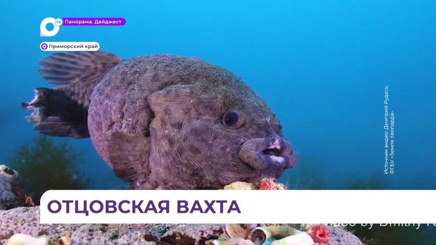 Рыбы-лягушки вышли на нерест в Дальневосточном морском заповеднике