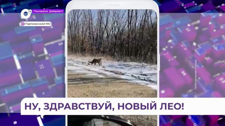 Три дальневосточных леопарда вышли на дорогу в Приморье