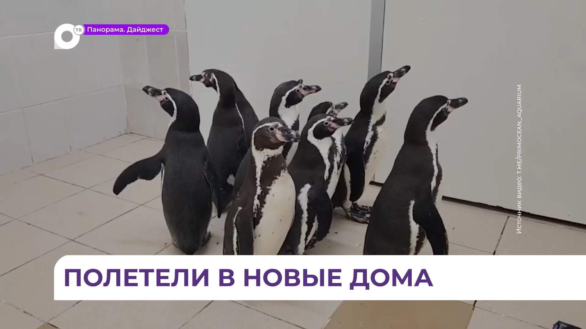 Пингвины из Приморского океанариума проданы на аукционе за 10 миллионов 