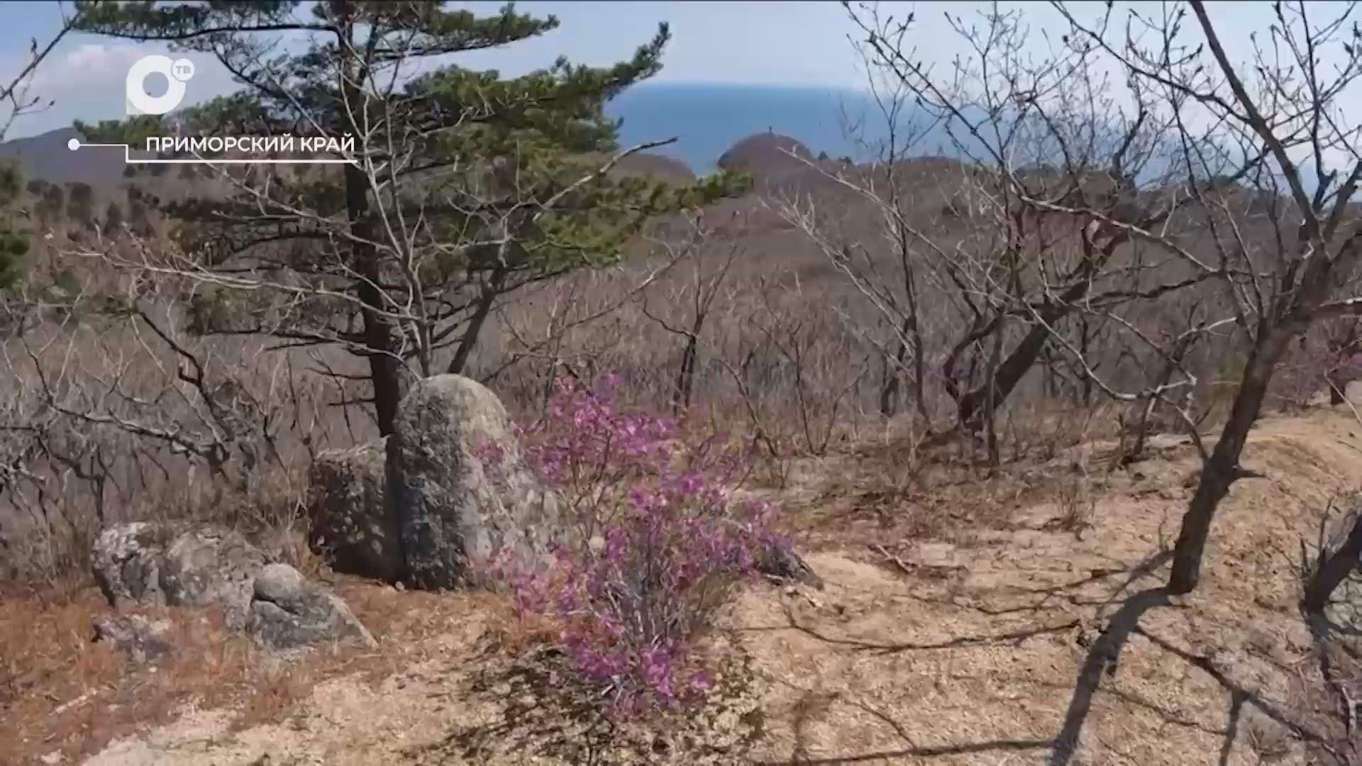 Разведка блогом / Цветение рододендрона / 20.05.25