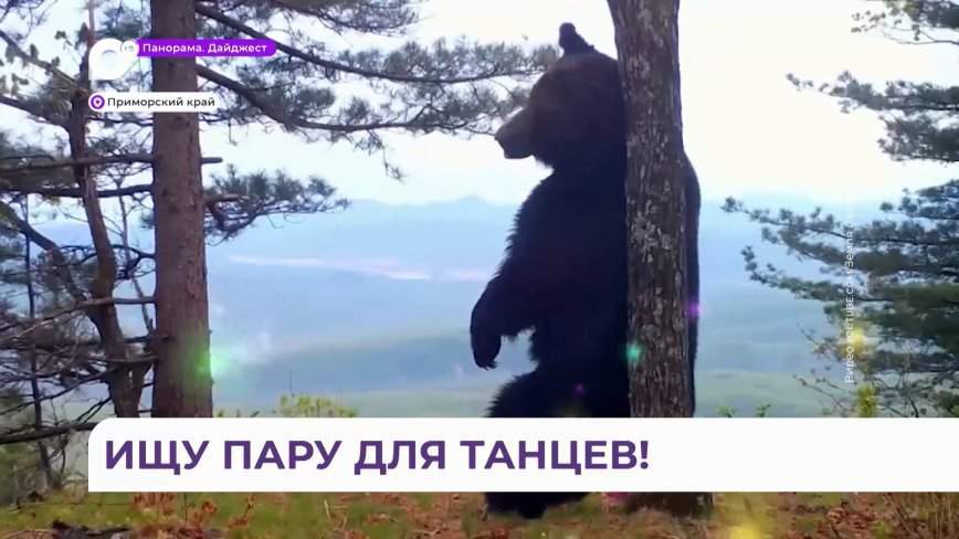 Танцующие медведи попадают в объективы фотоловушек в Приморье