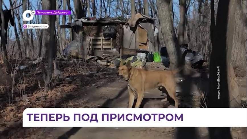 В Снеговой Пади отловили агрессивных бездомных собак и отправили в приют