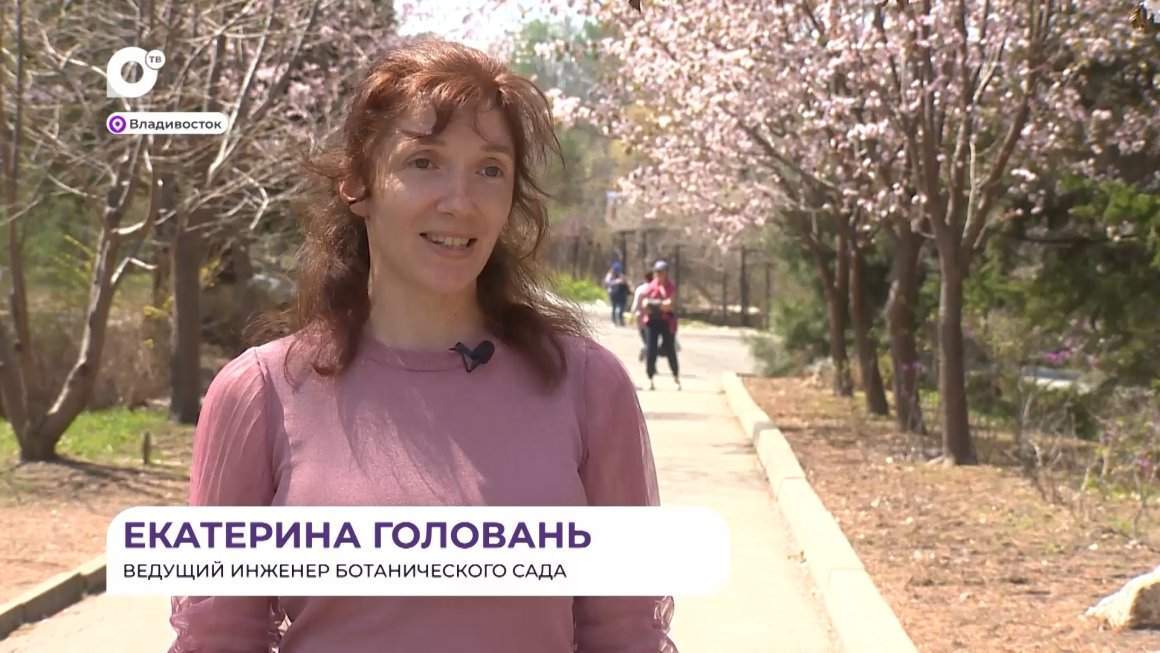Прямая речь / О цветении сакуры / 07.05.24
