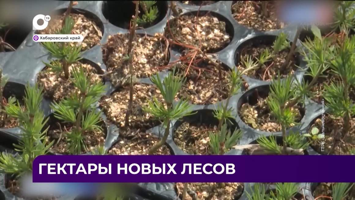 Дальний Восток Блиц / 18.06.24