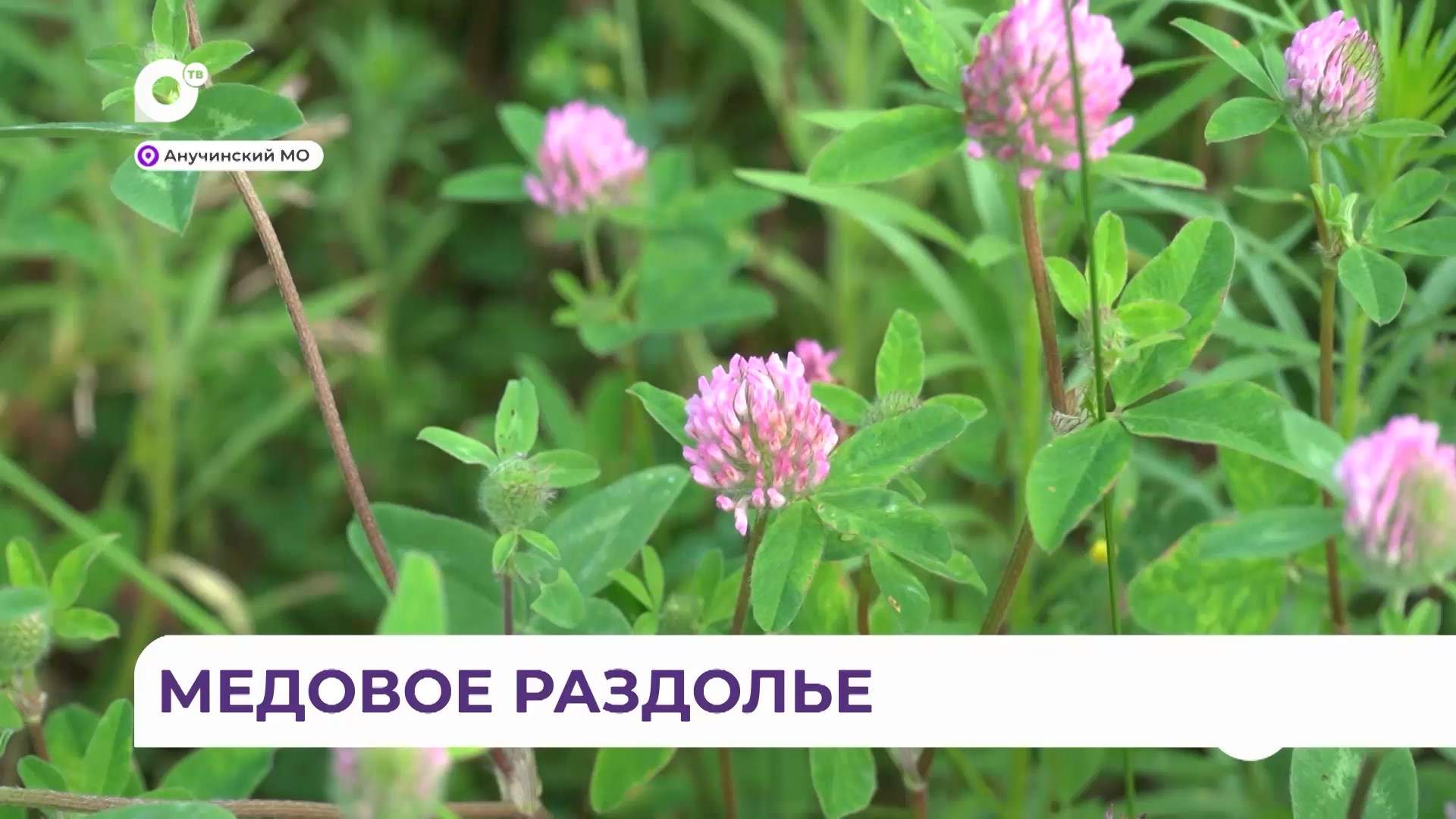 Без комментариев / Медовое раздолье / 24.07.06 
