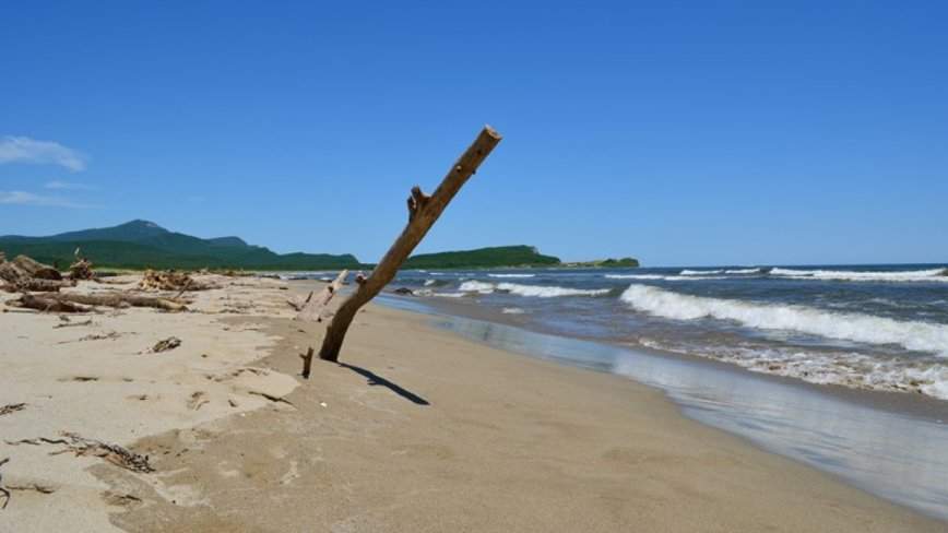 «Просто валом, приезжайте»: «щедрый сюрприз» сделало море жителям Приморья