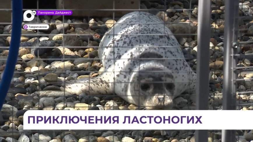Спасенные тюленята пошли на поправку и набирают вес в центре реабилитации в Приморье