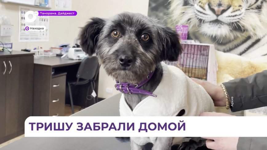 Собачка Триша обрела новых хозяев
