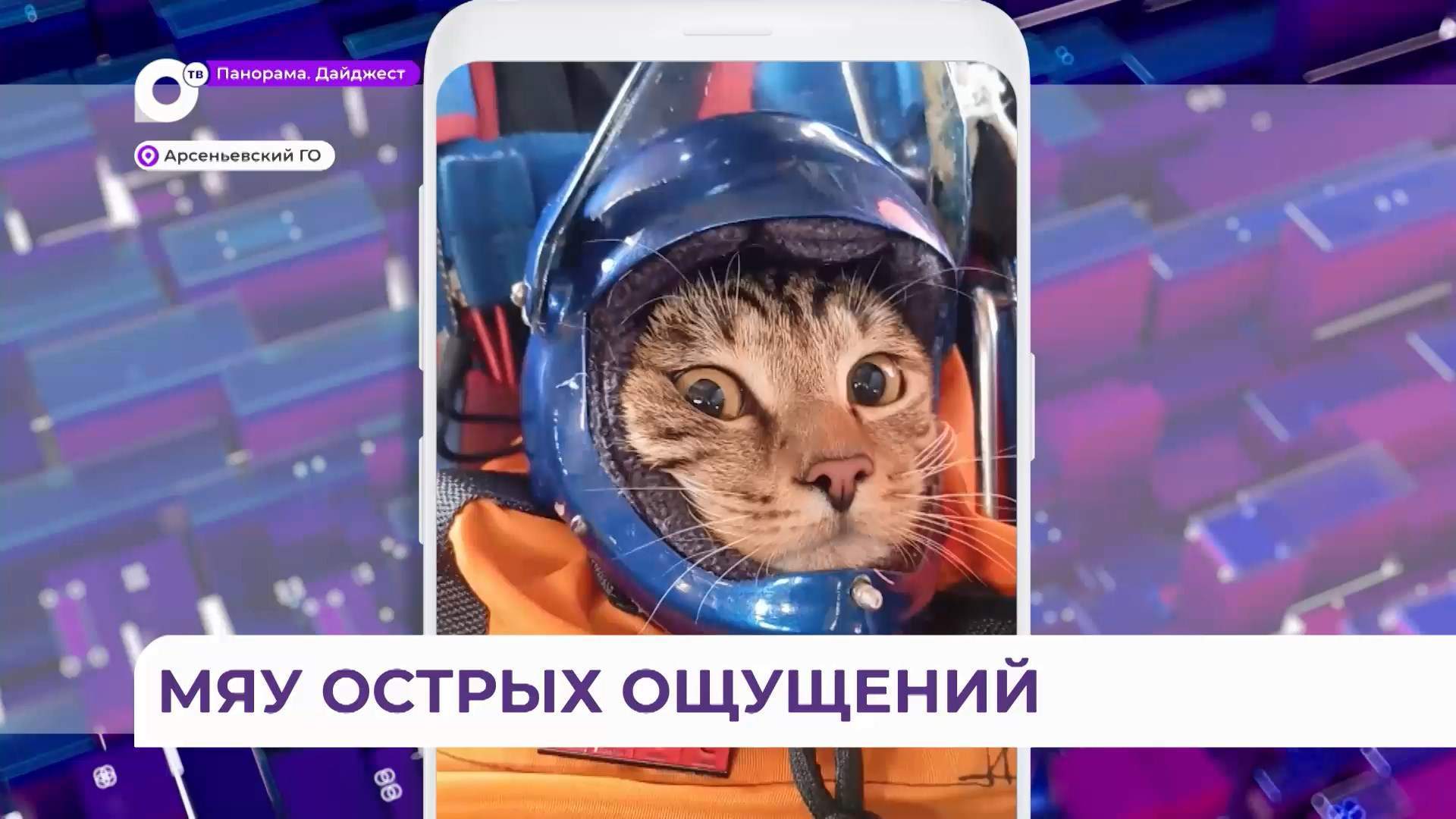 В Арсеньеве кот-экстремал прыгает с парашютом, катается на горных лыжах и сплавляется по реке