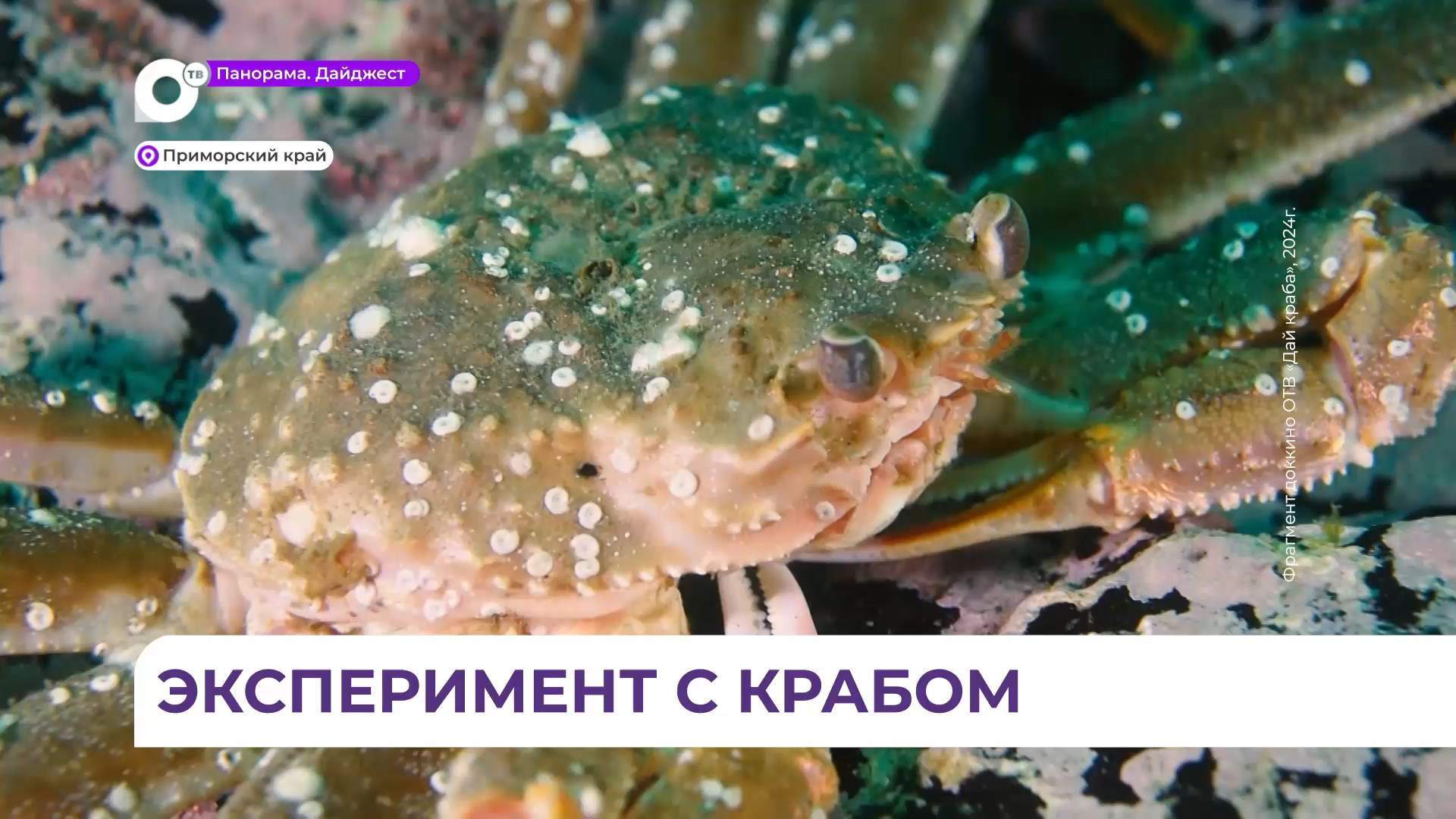 Молодь камчатского краба выпустили в самостоятельную жизнь в заливе Петра Великого 