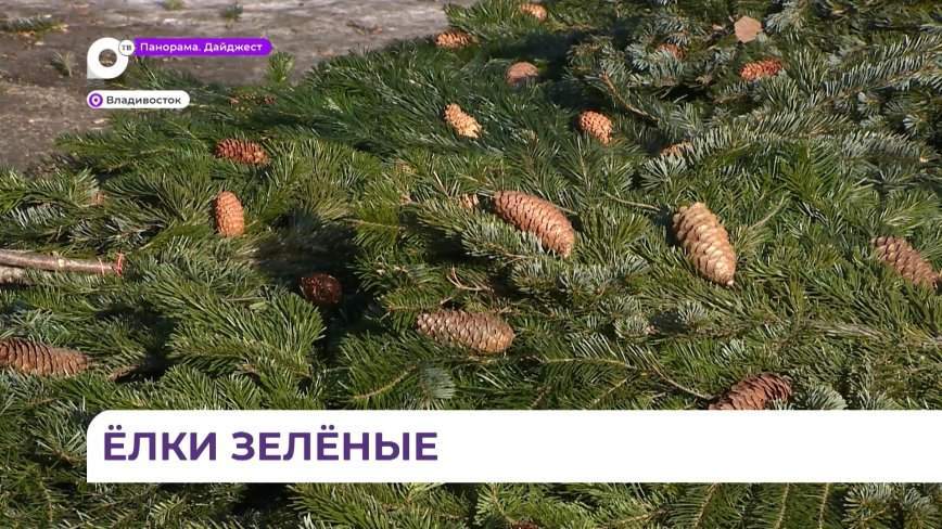 Новый год близко: где найти, как выбрать и на что обратить внимание при покупке новогодней ёлки