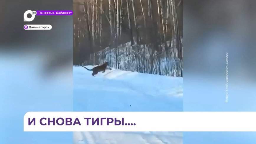Хищные кошки все чаще выходят к людям: на этот раз тигра заметили в Дальнегорске