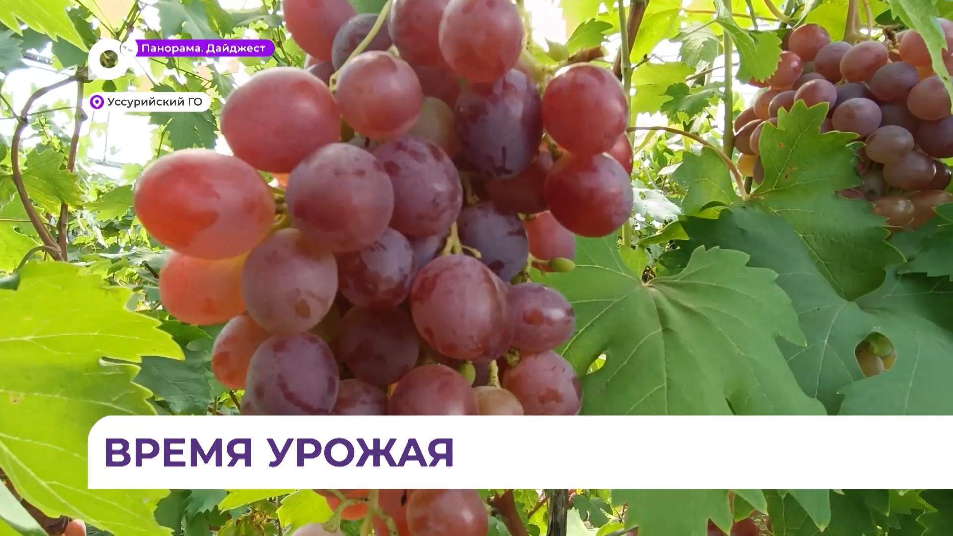 Специалисты уссурийского питомника охотно делятся опытом с садоводами края