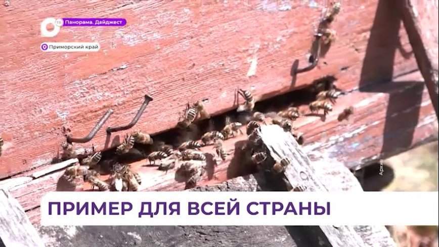 Практику по развитию пчеловодства в Приморье отметили премией президента РФ