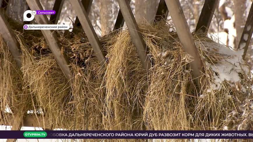 Сельсовет / Спасти кабана / 07.01.23