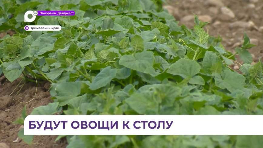 Более 160 гектаров огурцов и томатов посадили в Приморье