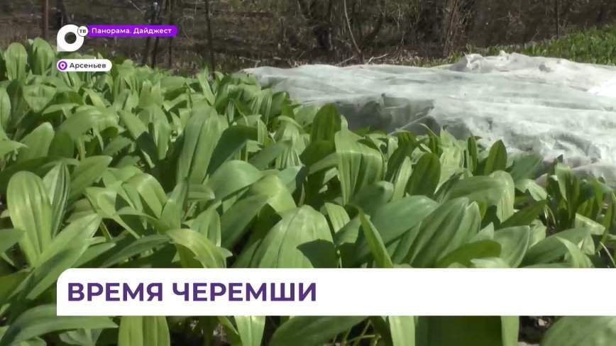 В Арсеньеве наступил сезон черемши