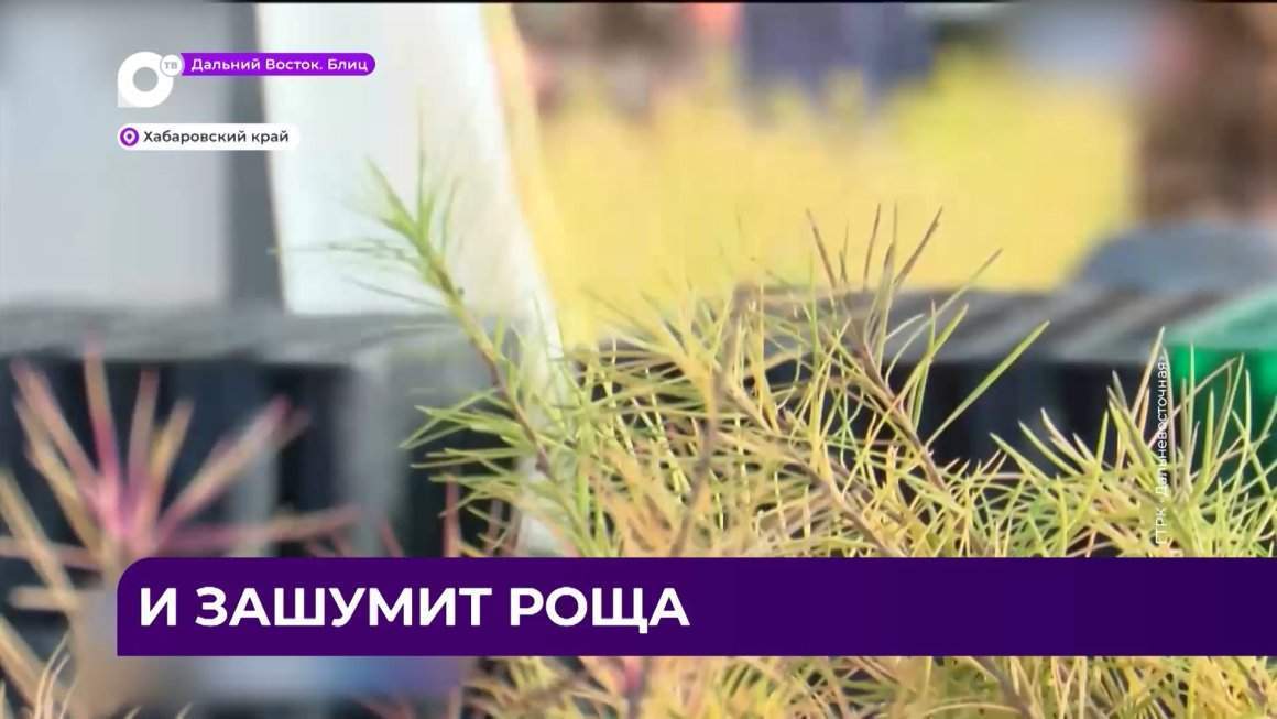 Дальний Восток Блиц / 15.01.24