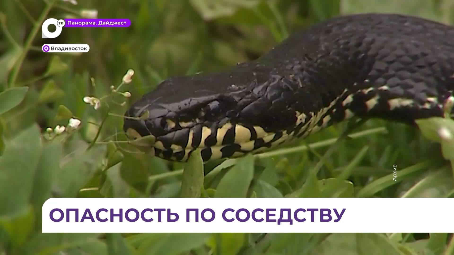 С началом летнего сезона во Владивостоке не на шутку активизировались змеи
