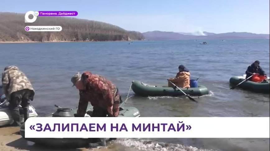 В Приморье началась ежегодная «минтаевая лихорадка»