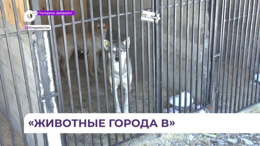Проект администрации Владивостока вошел в шорт-лист премии «Серебряный Лучник»