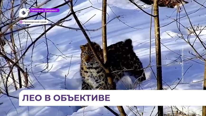 Котенок леопарда попал в объектив новой камеры в Приморье